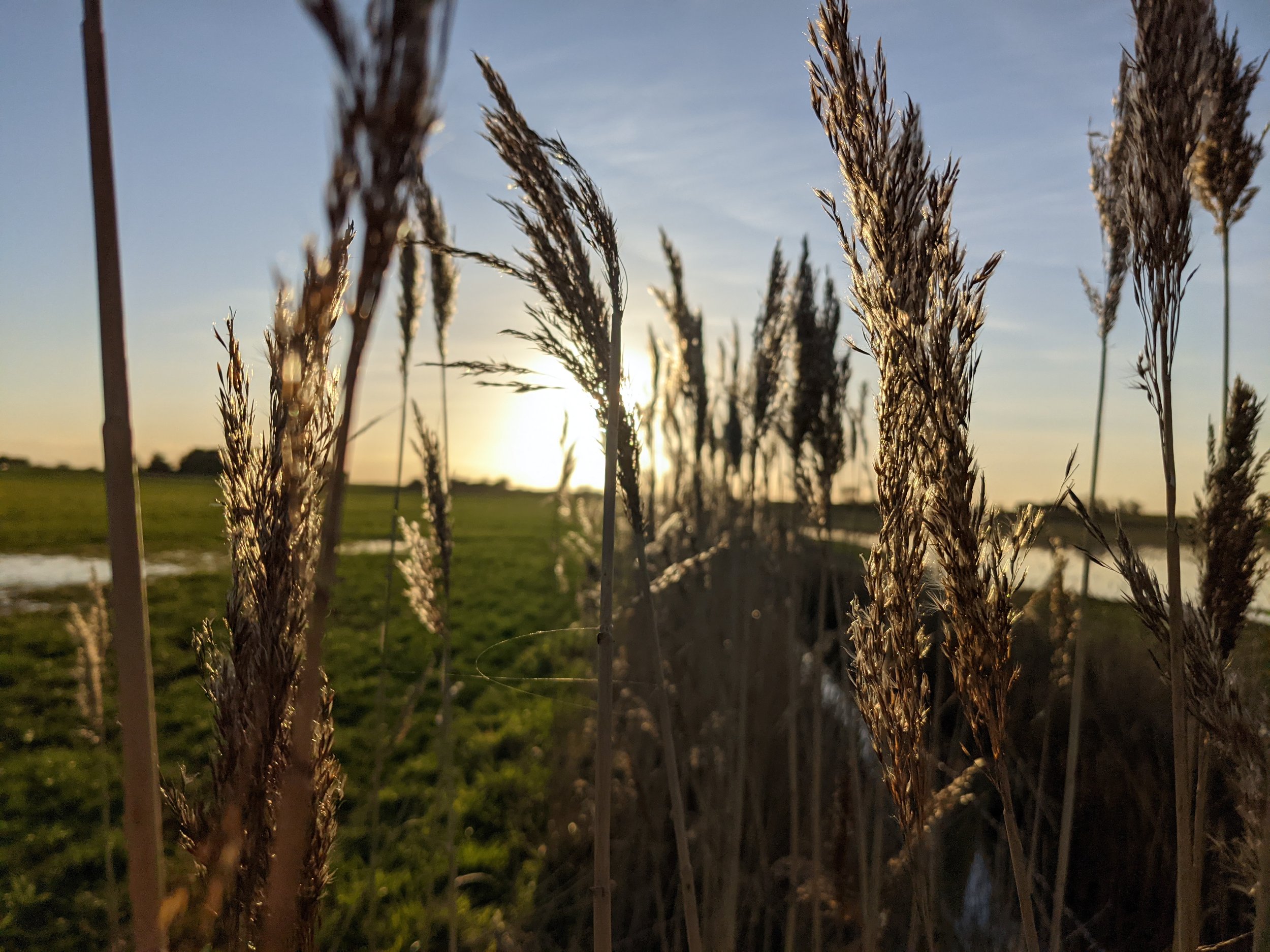 Tall dry grass in the foreground with a sunset in the background over a grassy field and a small body of water, creating a warm and peaceful scene.