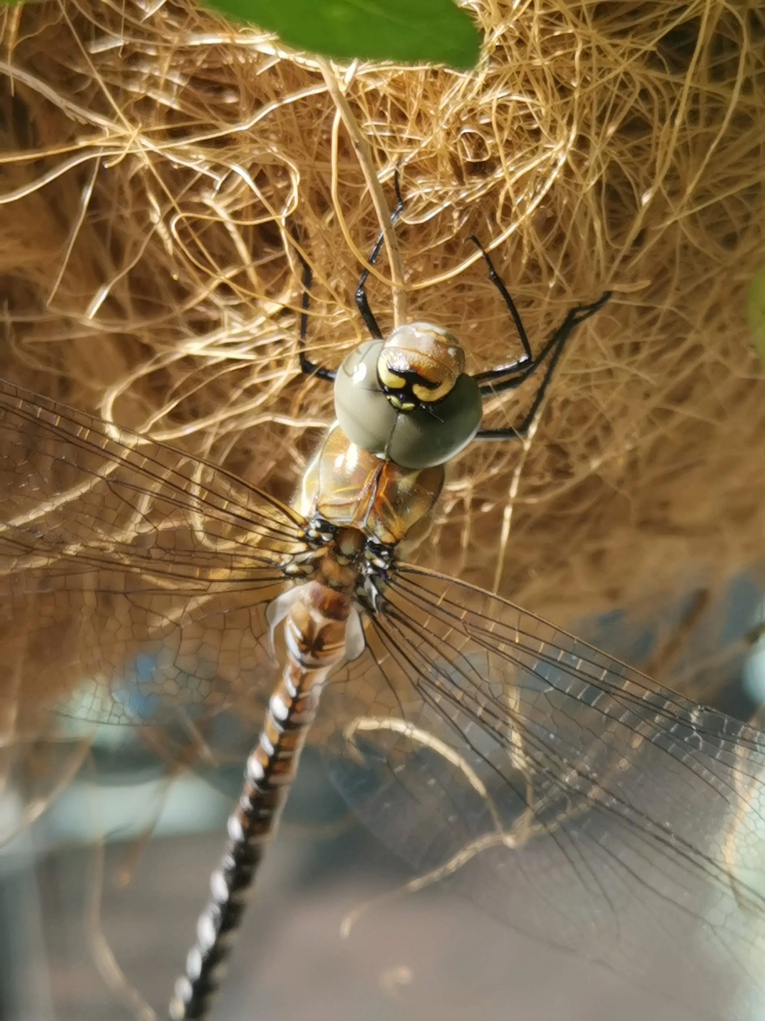 A dragonfly perched on a spider web with a dragonfly being preyed upon by a black spider.