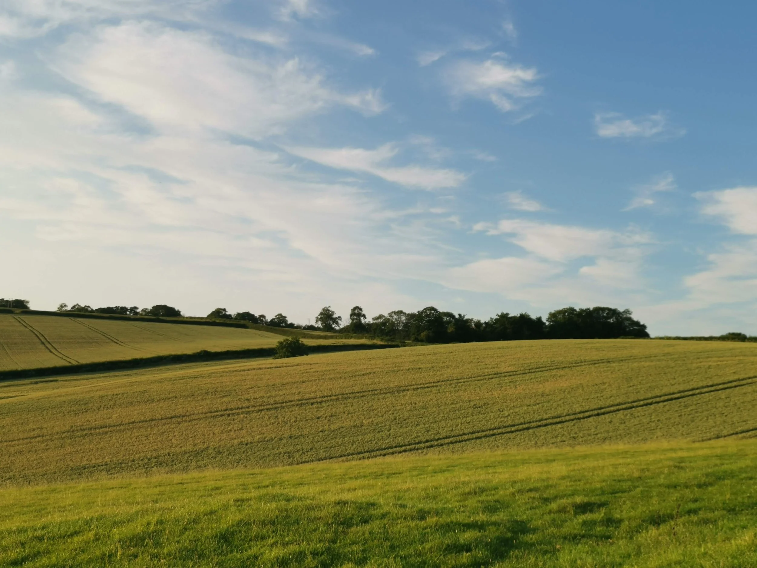Open field of green grass with rolling hills, trees in the distance, and a blue sky with scattered clouds.