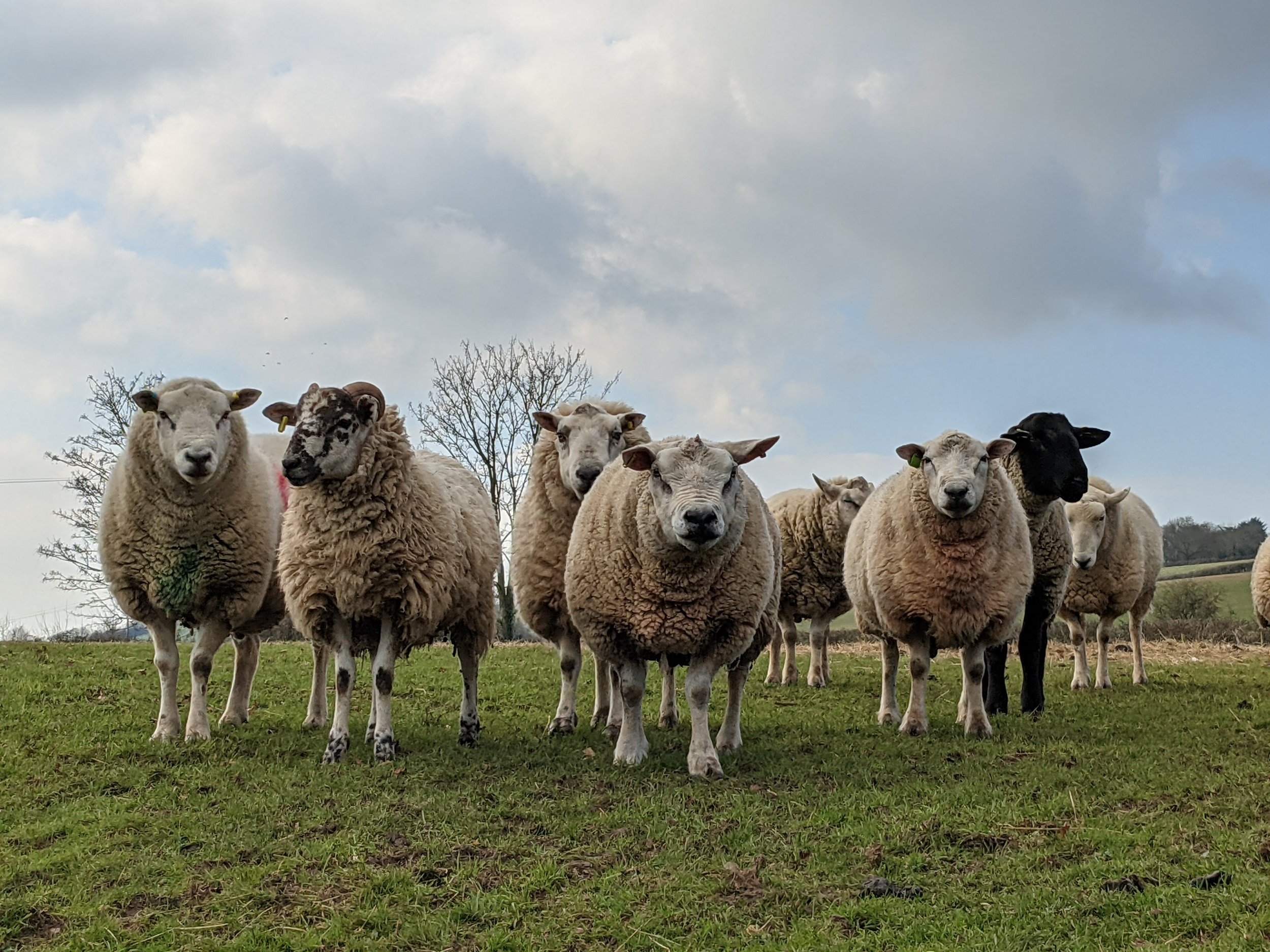 A flock of sheep standing on green grass with a cloudy sky background.