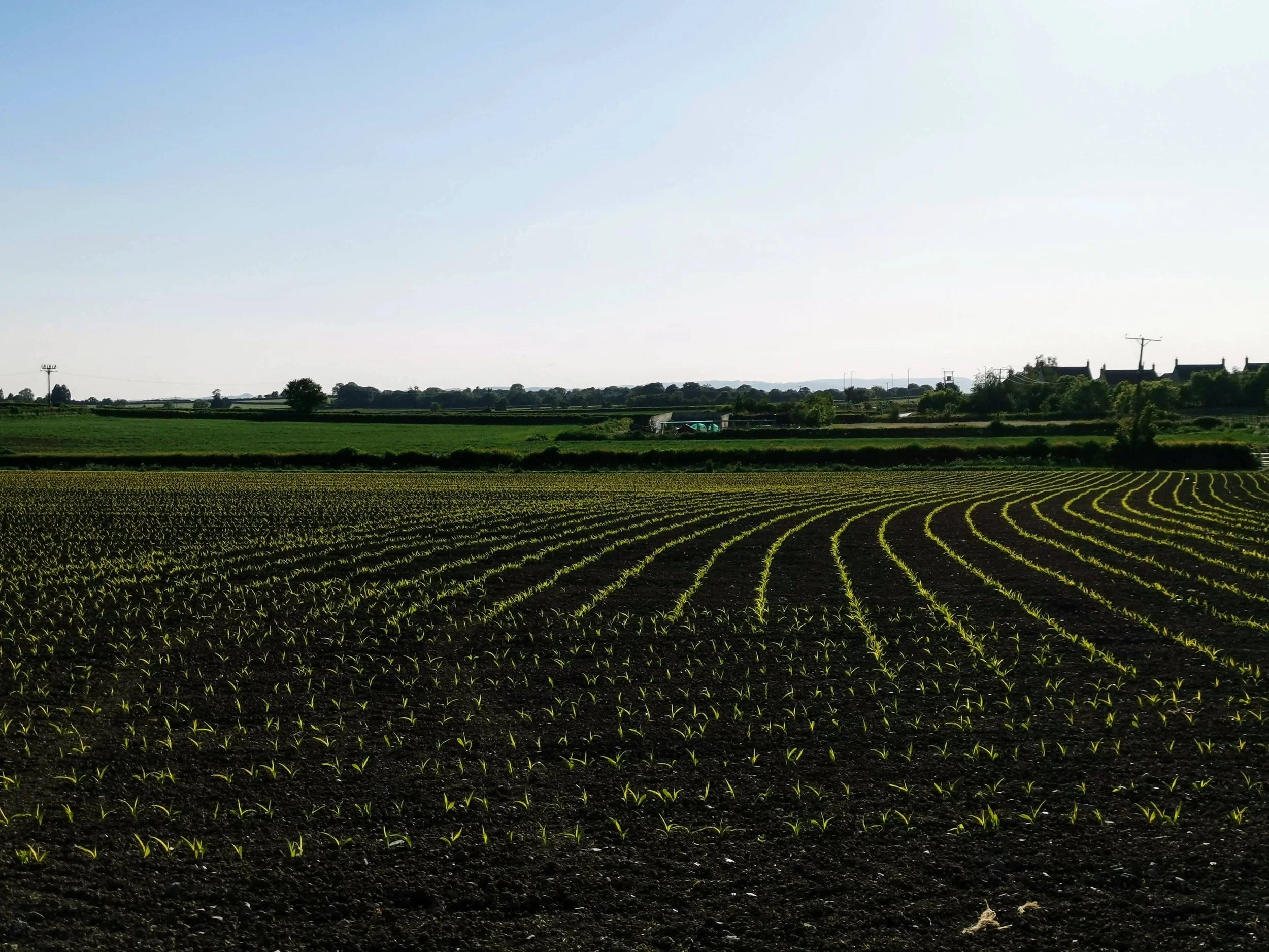 A vast agricultural field with young green crops growing in neatly curved rows, under a clear blue sky.