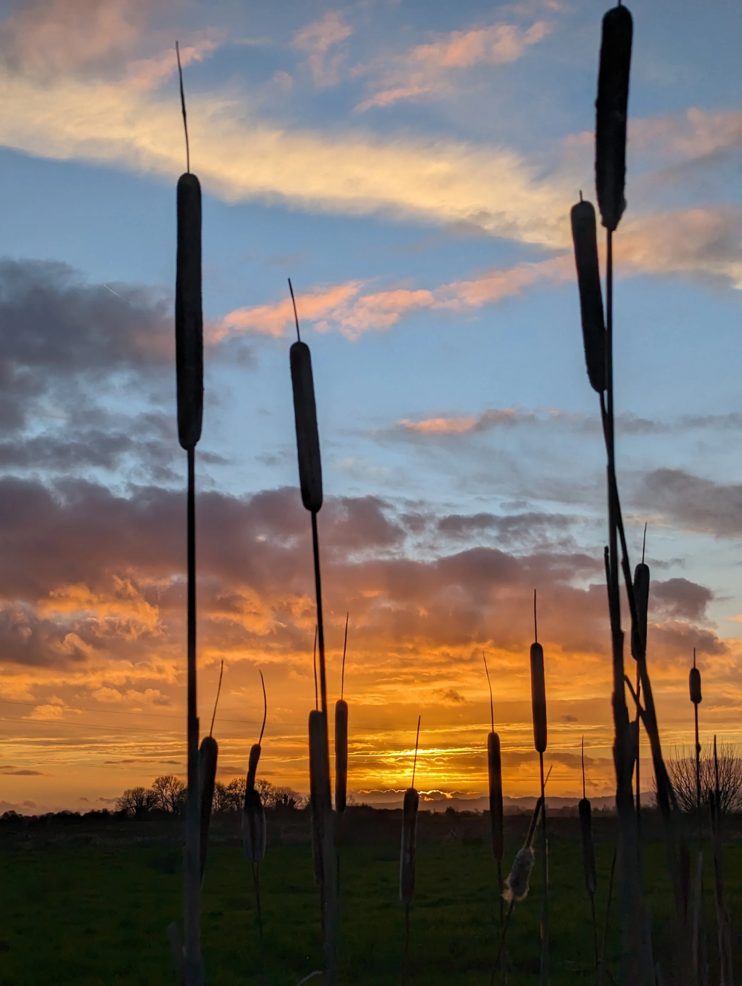 Silhouetted cattails in the foreground with a sunset sky featuring orange, pink, and blue hues, and dark clouds in the background.