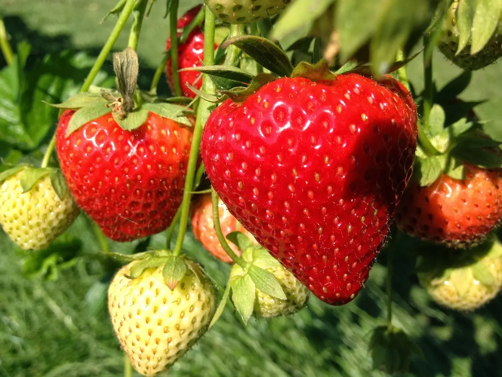 Close-up of ripe red strawberries on the plant, with some unripe green and white strawberries nearby.