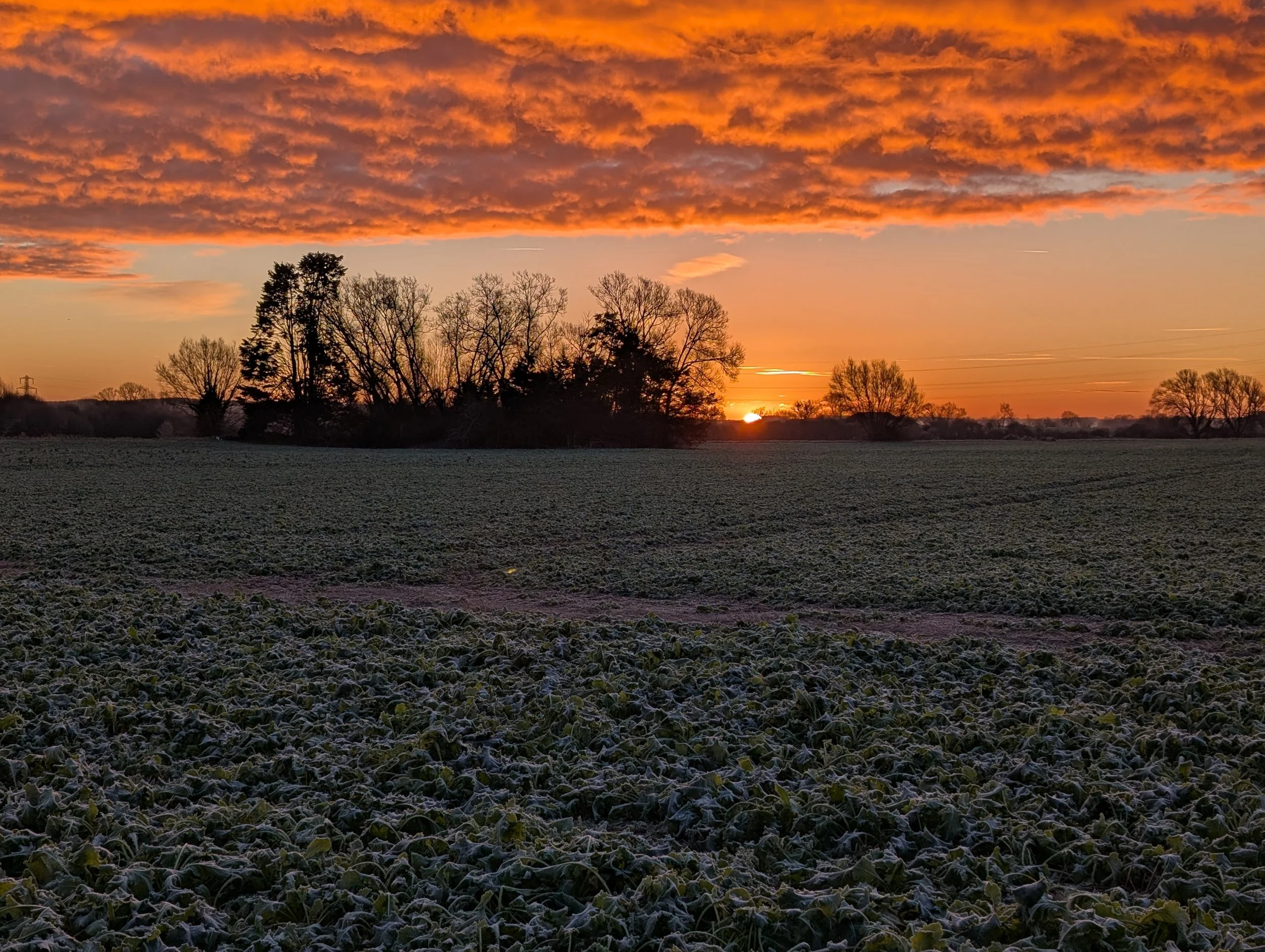 Sunset over a rural field with leafless trees and a large orange and pink cloud cover in the sky.