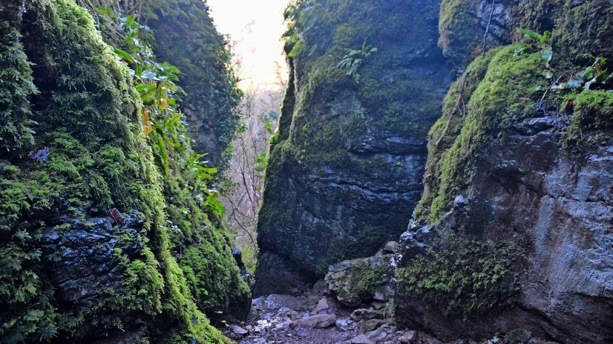 A narrow canyon with moss-covered rocks and greenery on both sides.
