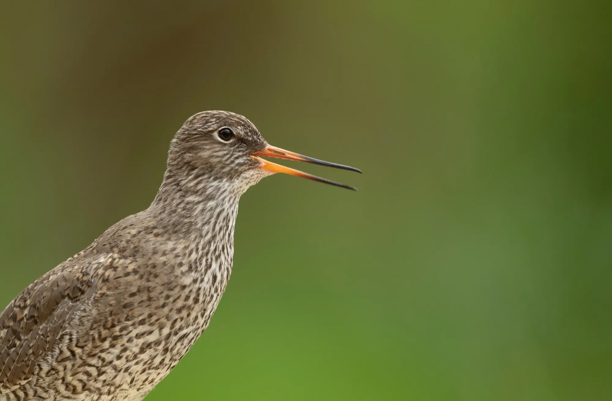 Close-up of a speckled bird with its beak open against a blurred green background.