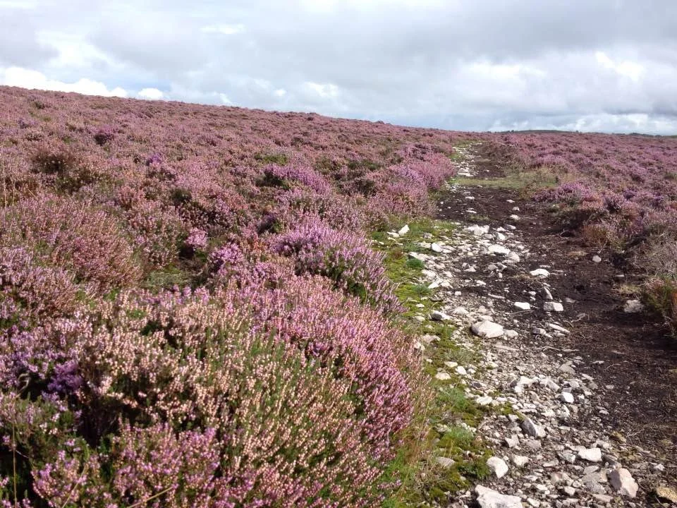 A dirt trail runs through a hillside covered with pink heather flowers, under a cloudy sky.