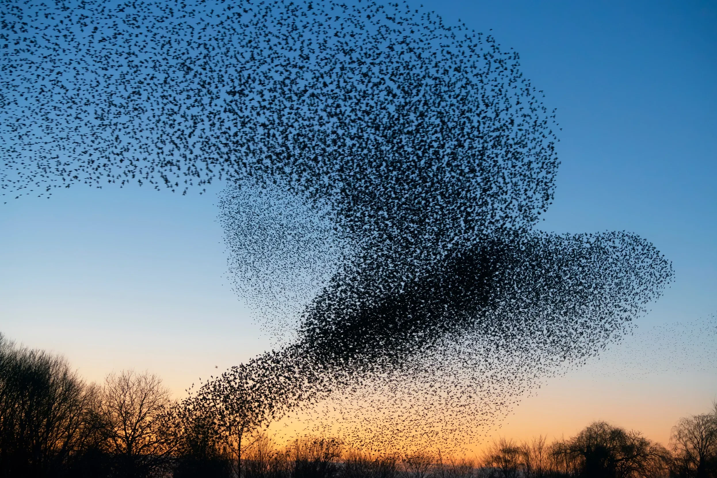 A murmuration of starlings flying in a dense, swirling formation across the sky at sunset with silhouettes of trees in the background.