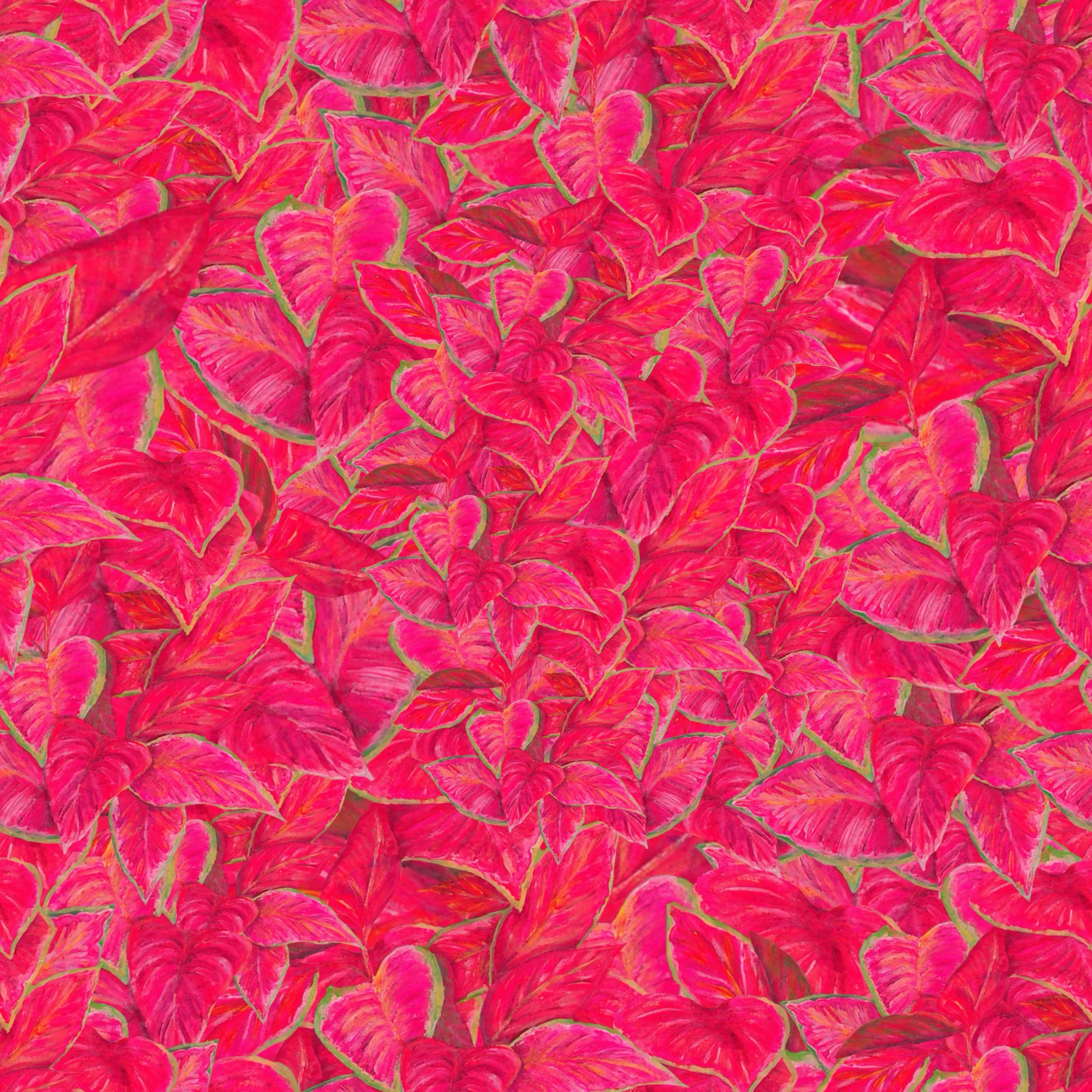 Close-up of pink and red variegated leaves with green edges, densely packed.