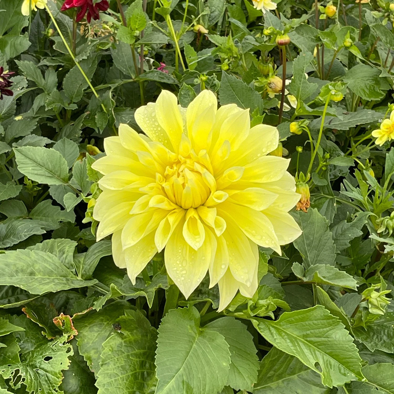 yellow_dahlia.jpg