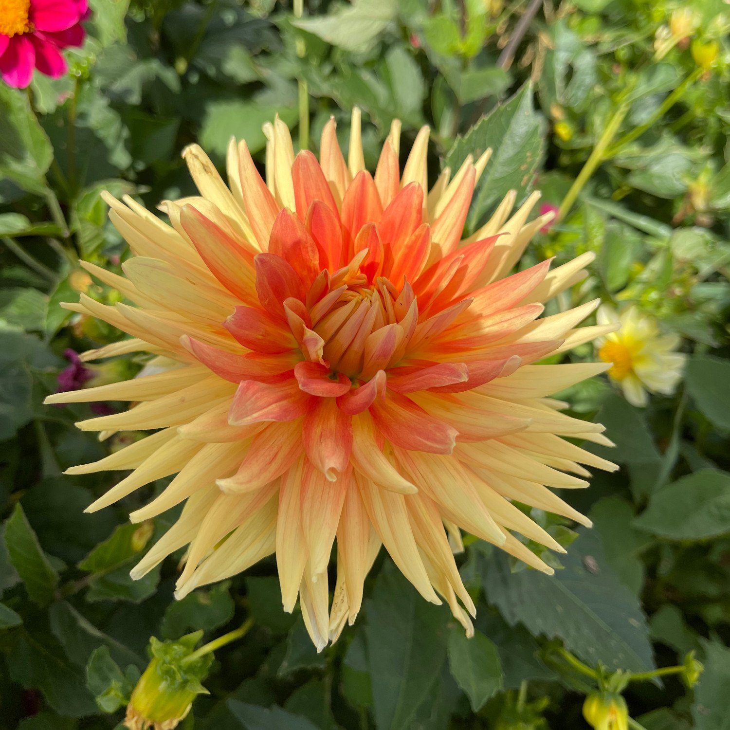garden_sunrise.jpg