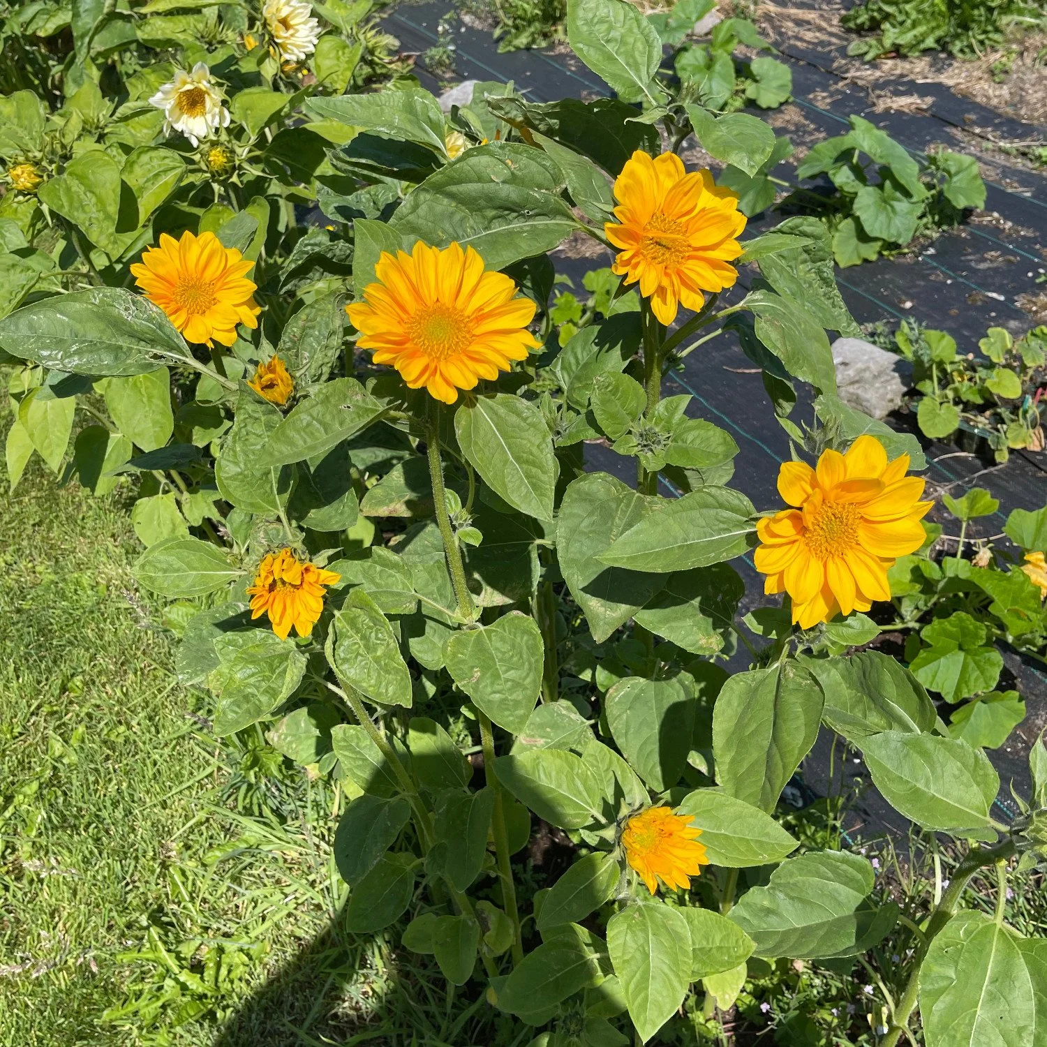 early_sunflowers.jpg