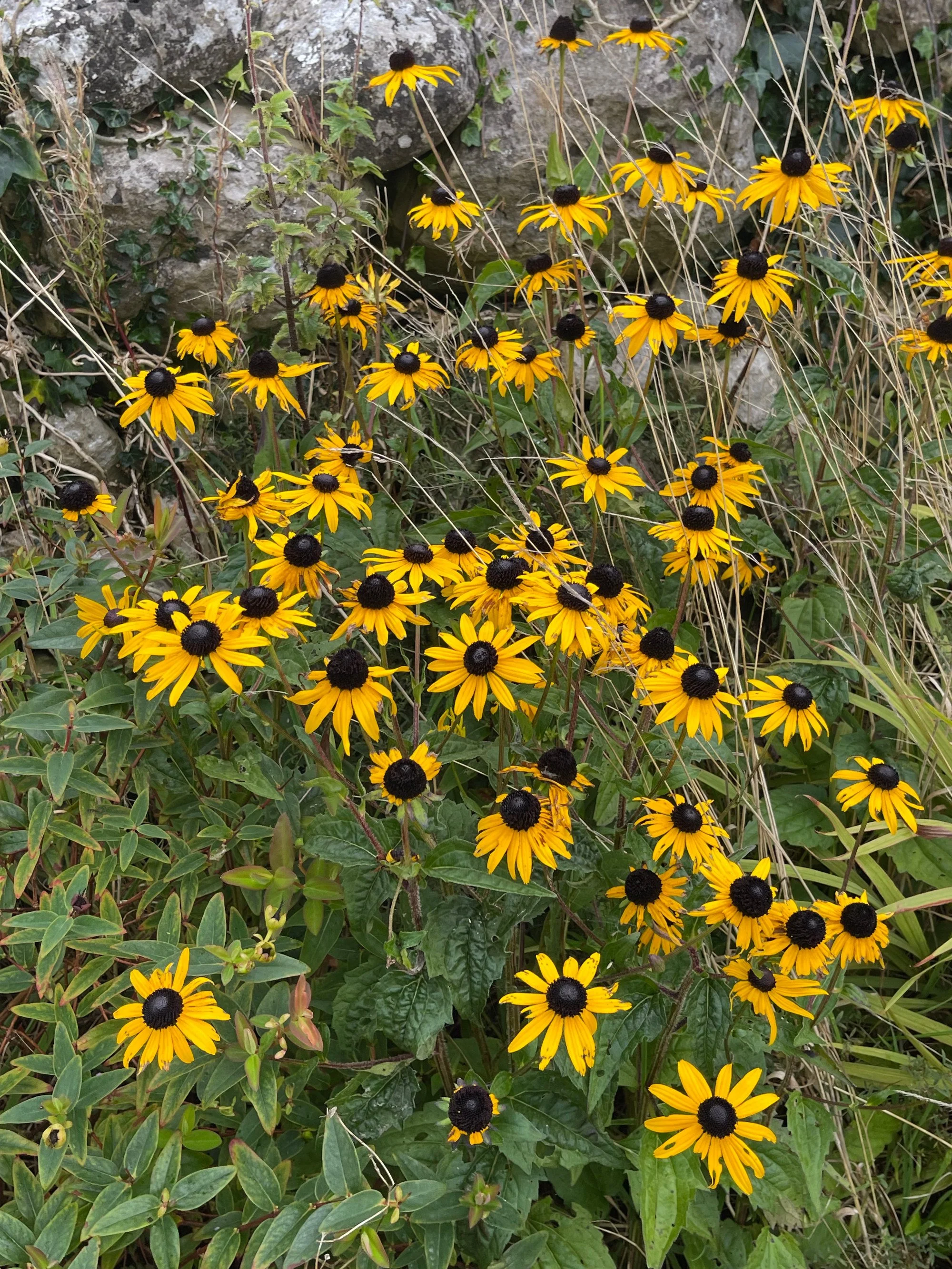 black_eyed_susan.jpg