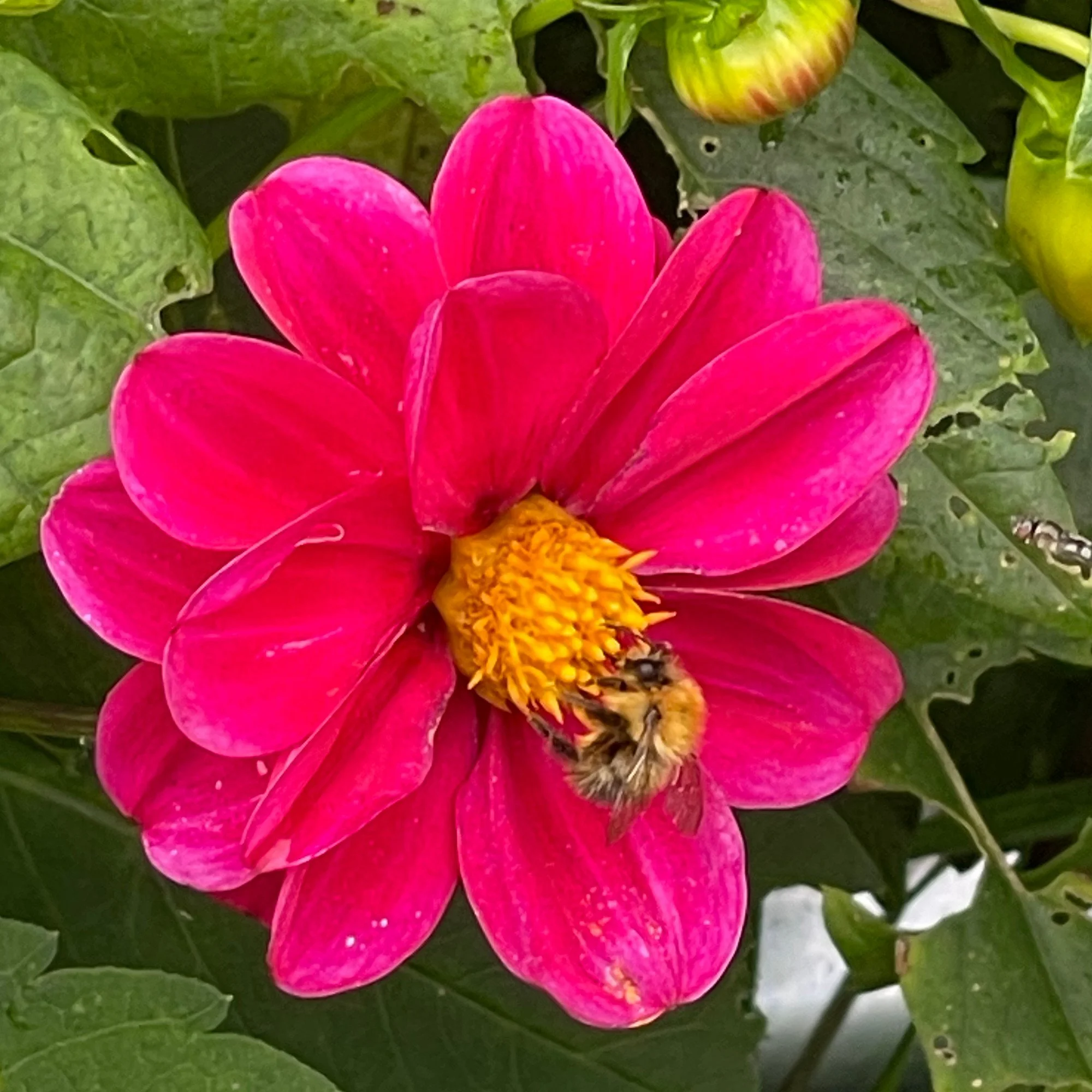 bee_busy.jpg