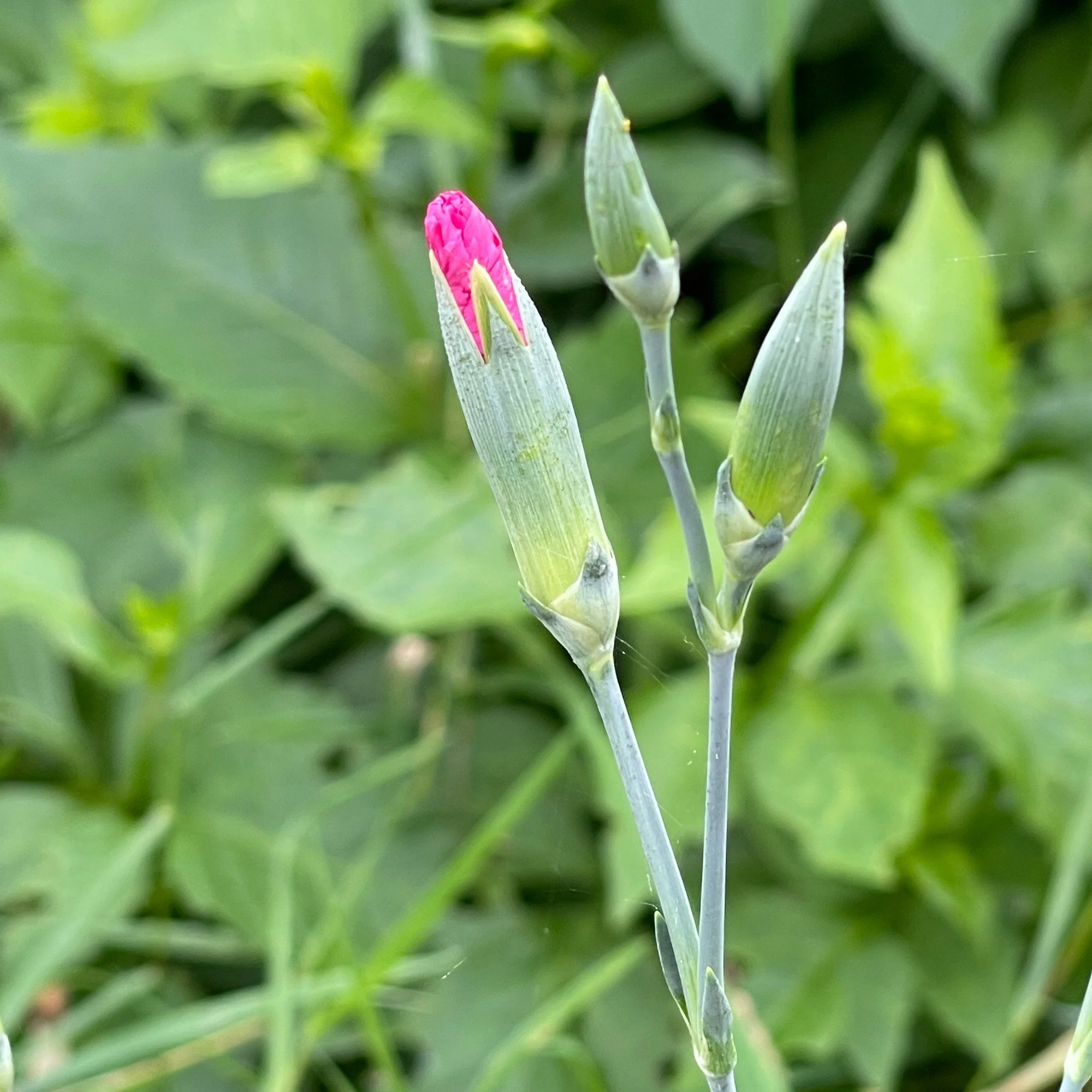 carnation.jpg