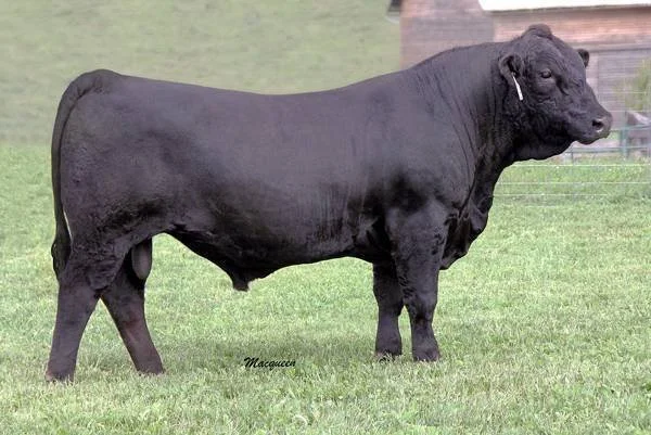 Black bull standing on green grass with a wooden shed in the background.