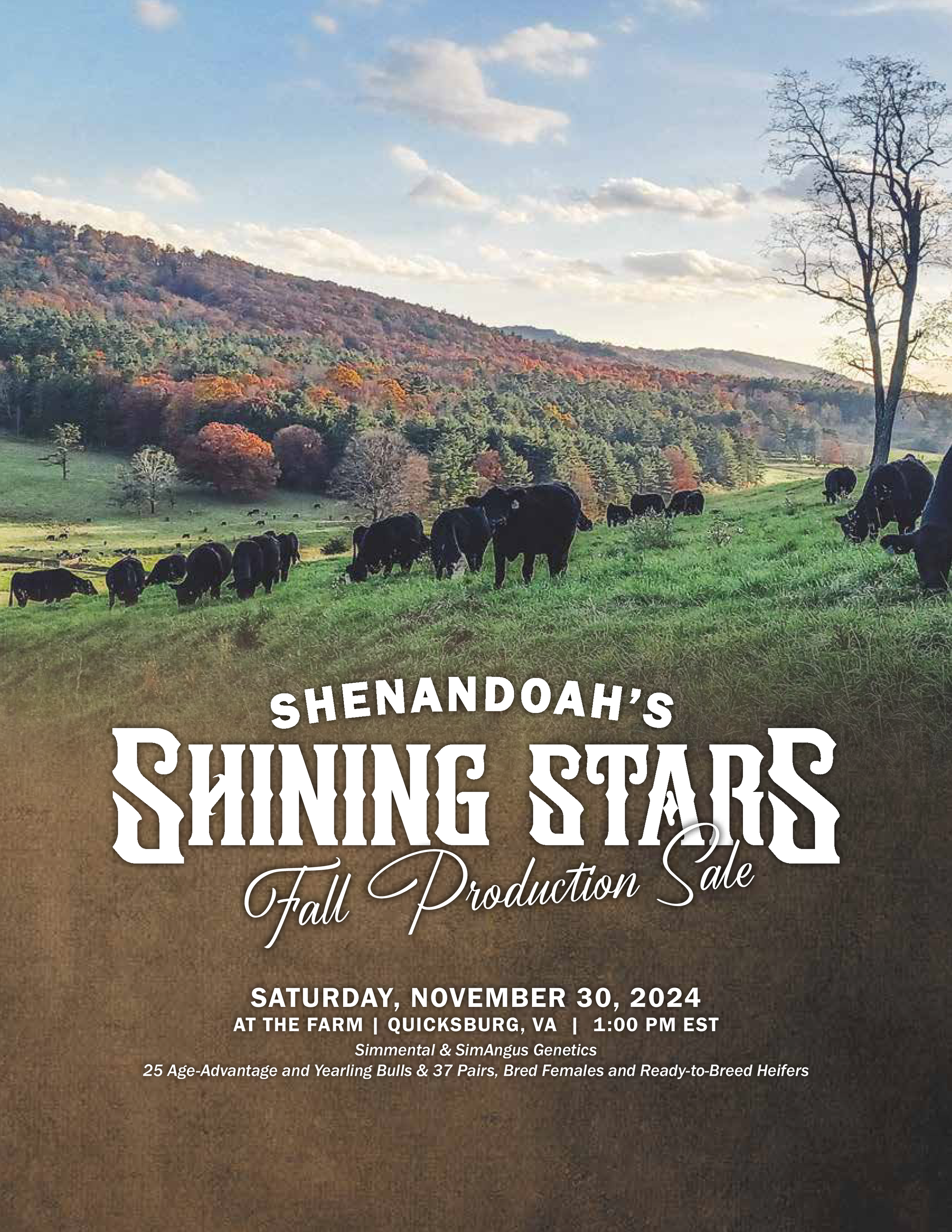 A scenic landscape of rolling hills with trees in fall colors, a grassy field with grazing cattle, and a partly cloudy sky. Text overlay promoting Shenandoah's Shining Stars Fall Production Sale on November 30, 2024, at a farm in Quicksburg, VA.