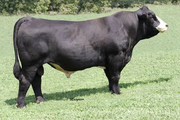 A large black and white dairy cow standing in a grassy field.