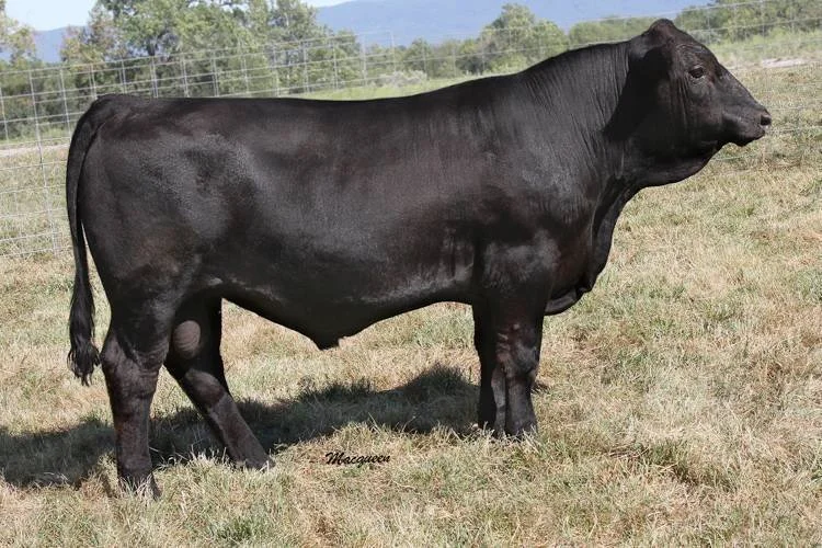 A black cow standing in a grassy field near a fence with trees and mountains in the background.