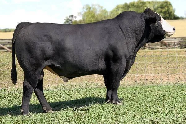 Black and white dairy cow standing on grass in a fenced pasture with trees in the background.