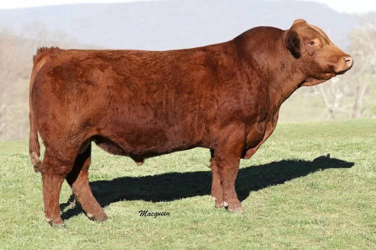 A reddish-brown pig with the body of a cow standing on grass in an outdoor field.