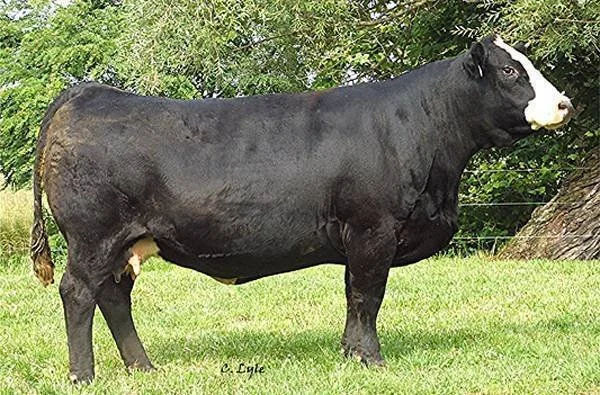 A black and white cow standing on grass with trees in the background.