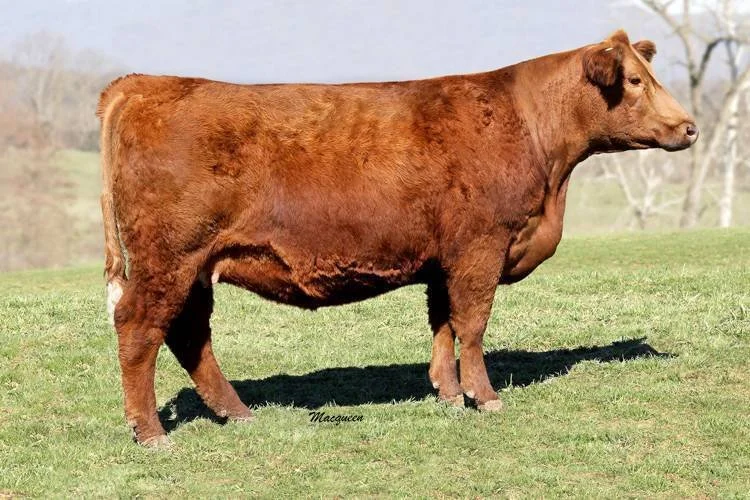 A brown cow standing on green grass in a field with trees in the background.