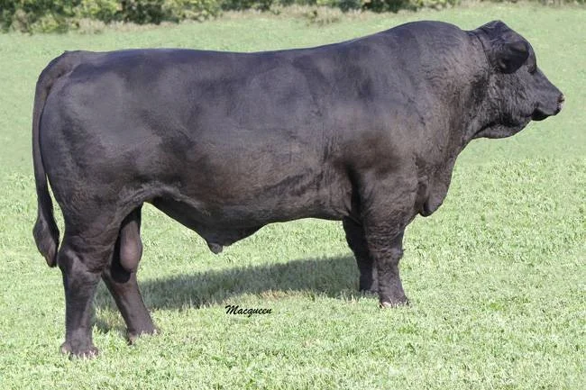 A large black bull standing on grass in a field.