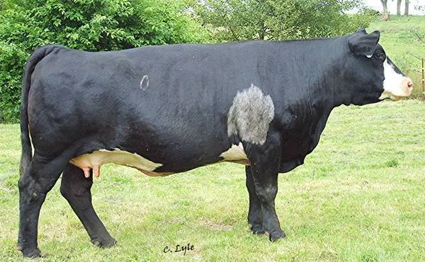 Side view of a black and white dairy cow standing outdoors on grass, with trees and a fence in the background.