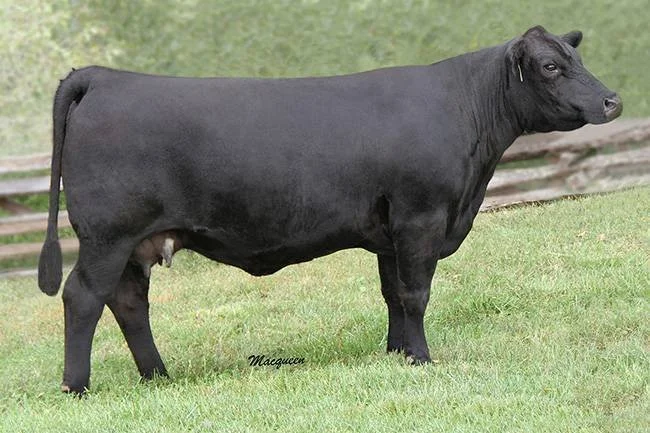 Black cattle standing on green grass with a wooden fence in the background.