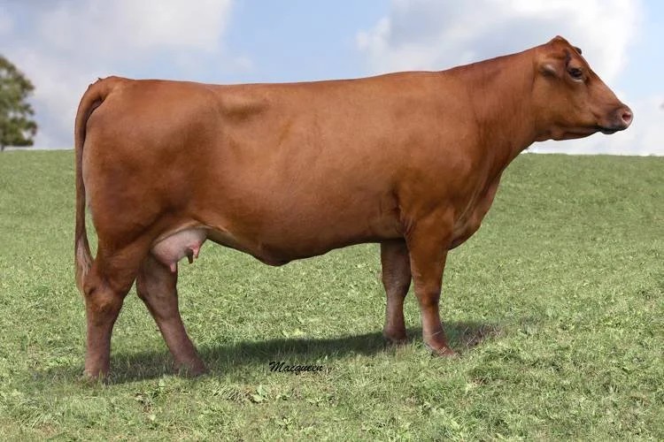 Brown cow standing on green grass field under partly cloudy sky.