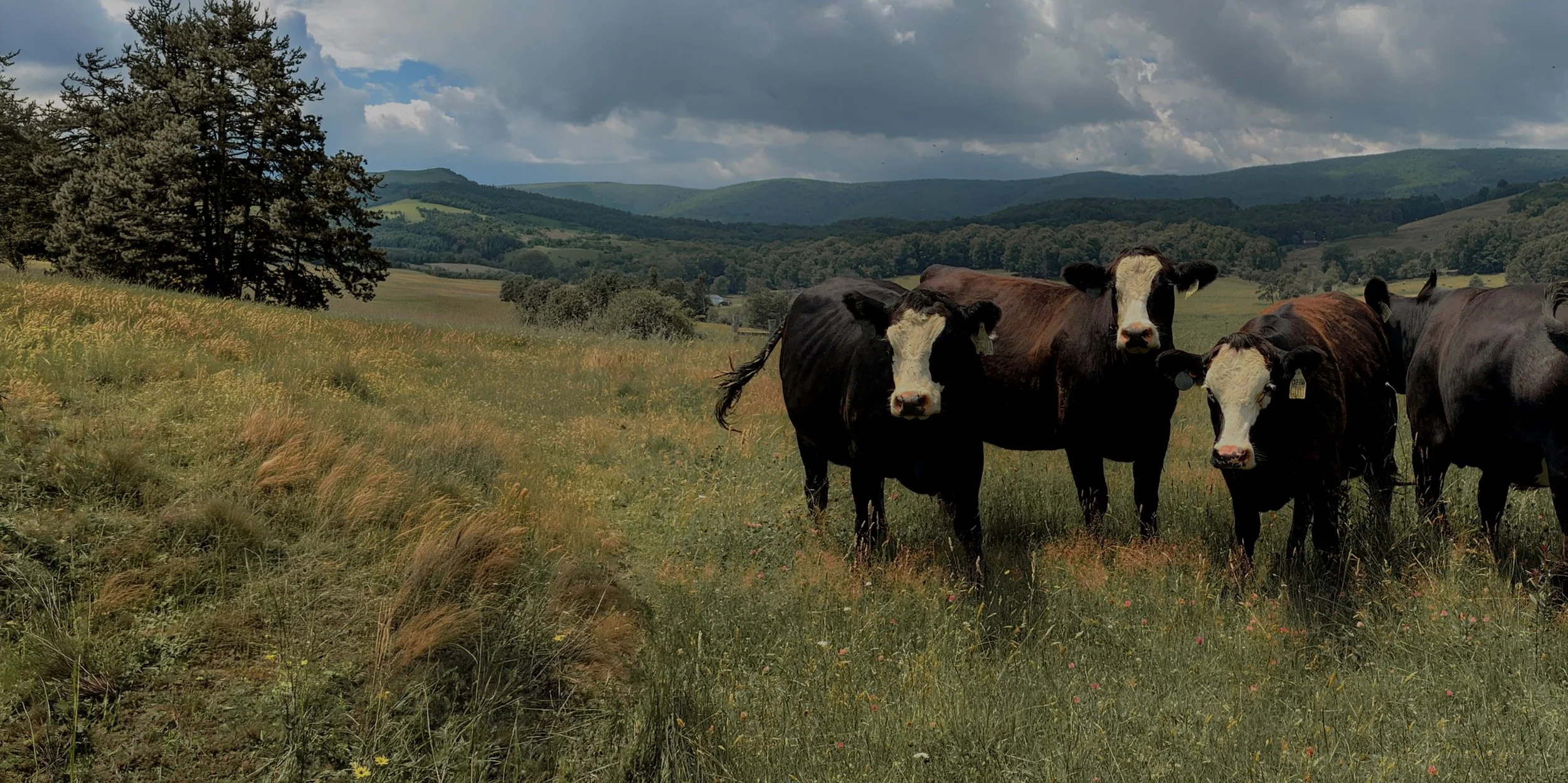 A group of cows standing in a grassy meadow with rolling hills and trees in the background under a cloudy sky.