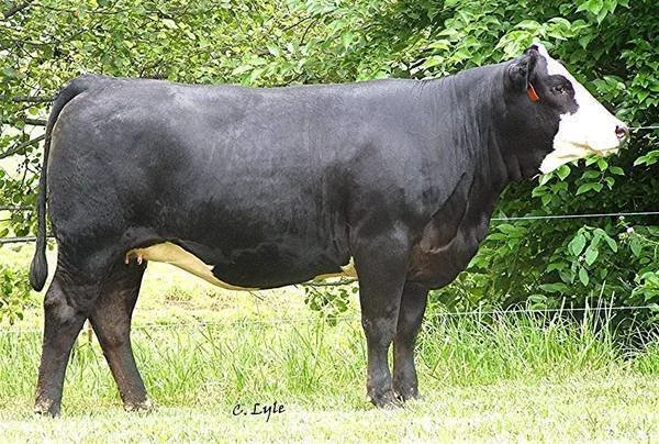 A black and white Holstein cow standing on green grass with trees in the background.
