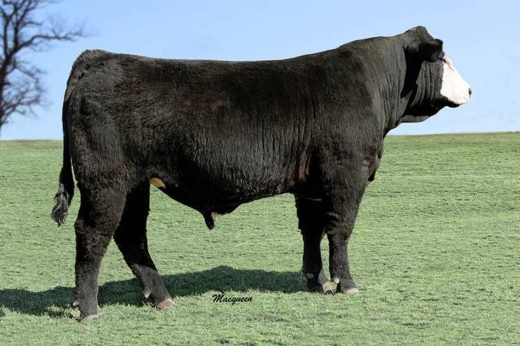 A large black and white cow standing on a grassy field with a clear blue sky in the background.