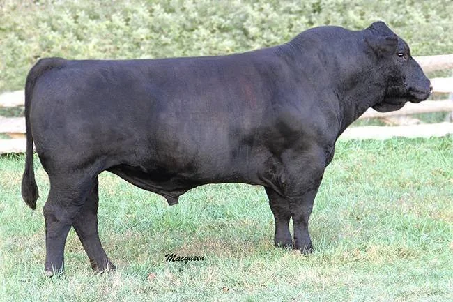 Side view of a large black cow standing on grass with a wooden fence and trees in the background.