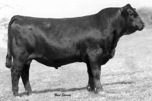 A black cow standing on grass in an outdoor field.