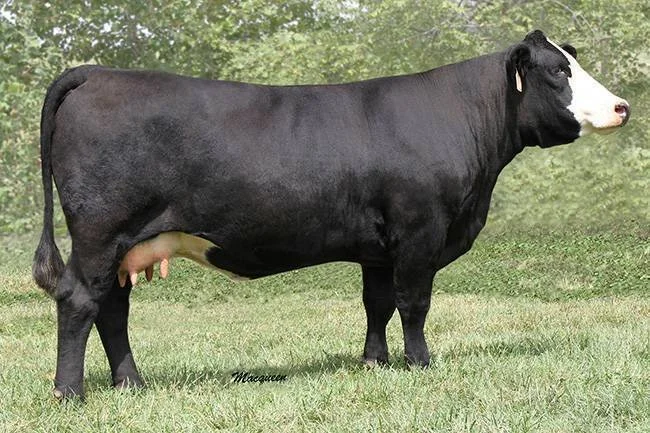 Black and white dairy cow standing on grass with trees in the background.