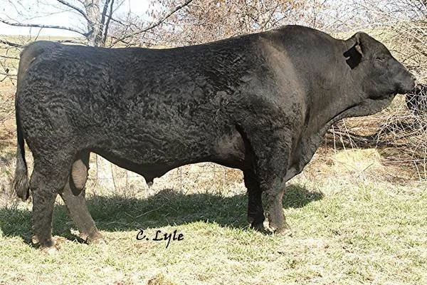A large black cow standing on grass with leafless trees in the background.