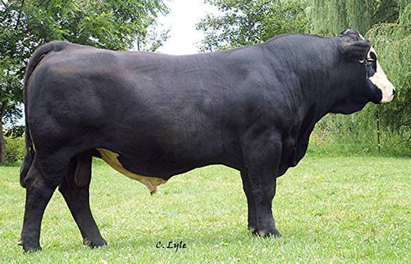 A large black cow with white markings on its face standing on green grass with trees in the background.