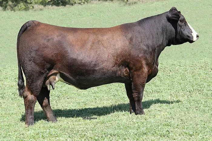 Side view of a large black and brown cow standing on green grass in a field.