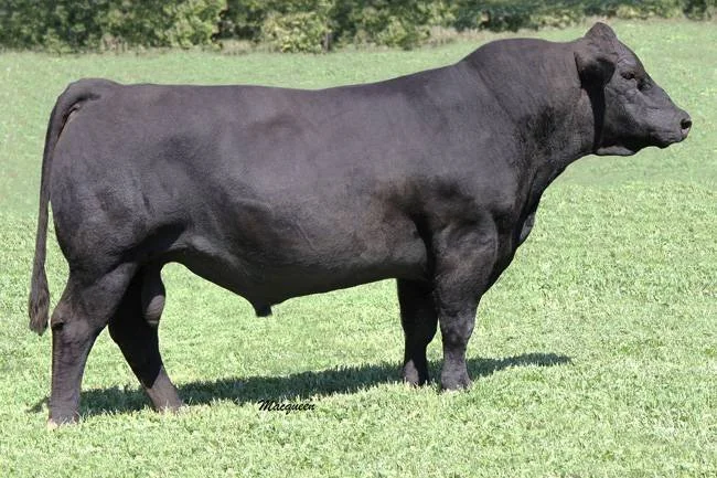 Black cow standing on green grass in a field with trees in the background