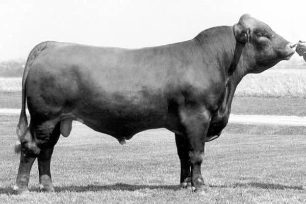 Black and white photo of a large, muscular hippopotamus standing on grass in a field.