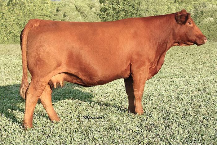 A brown cow standing on grass with trees in the background.