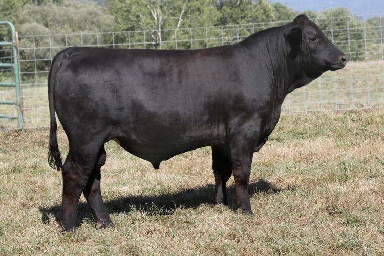 Black cow standing on grass field with a wire fence and trees in the background.