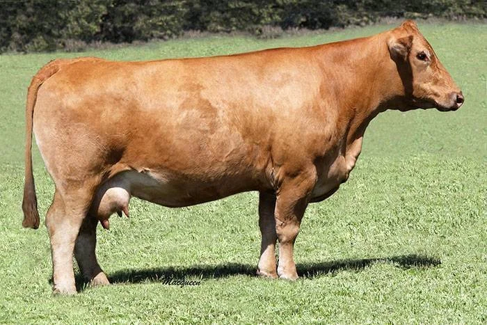 A brown cow standing on green grass with trees in the background.