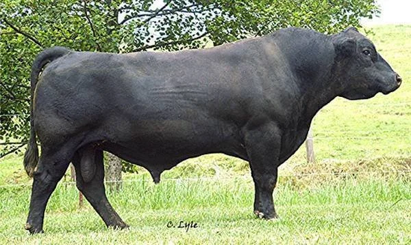A large black bull standing on green grass with trees in the background.