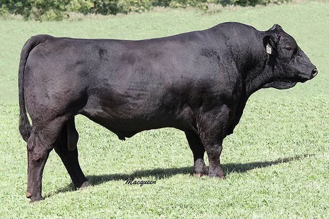 A black cow standing on grass in a field.