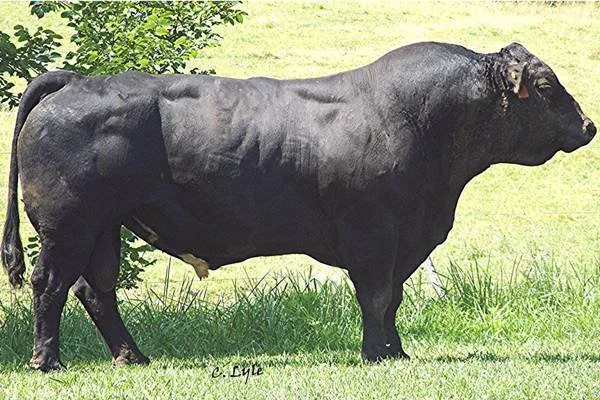 A large, black Angus bull standing in a grassy field.
