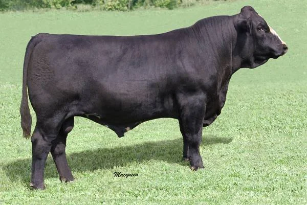 Profile of a black cow standing on green grass field.