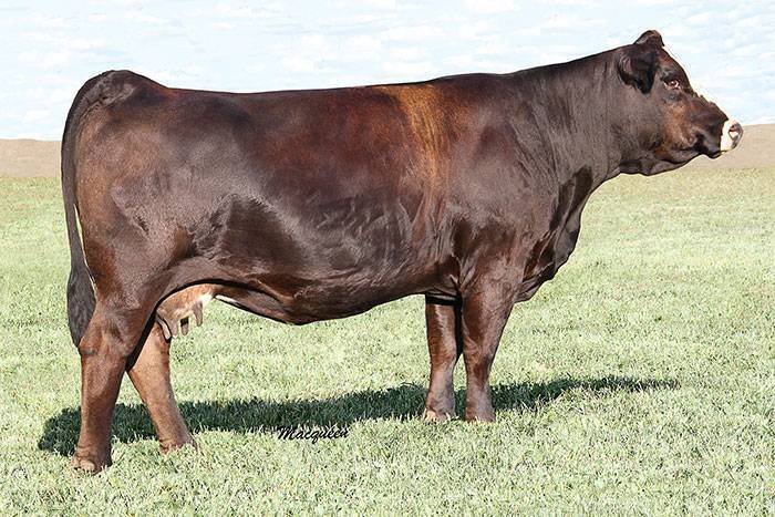 A large, brown and black cow standing on a grassy field under a light blue sky.